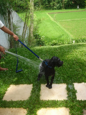 Dog getting shower at Bali Rice Field Accommodation