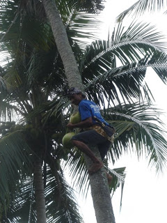 Kokosnoten plukken in de tuin van Villa Sabandari, Ubud Hotel Bali