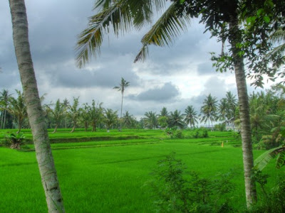 zicht op de rijstvelden vanuit Villa Sabandari Guesthouse Ubud Bali