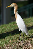 Een koereiger in de rijstvelden Bali nabij Ubud