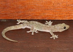 Gekko in een hotel in Ubud Bali waar we logeren bij Belgen