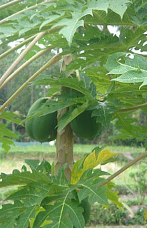 Papaja in Villa Sabandari, Hotel Bali Ubud