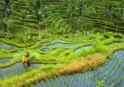 Klein hotel Ubud in de rijstvelden