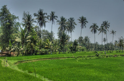 Rice field view from Villa Sabandari, one of the luxury holiday hotels in Ubud, Bali