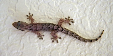Gecko in the spa of one of the luxury hotels in Ubud Bali