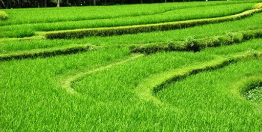 Rice field view from Villa Sabandari, one of the luxury holiday hotels in Ubud, Bali