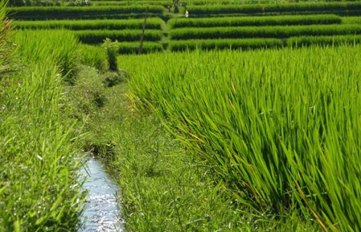 Green rice fields near Villa Sabandari a resort in Ubud, Bali