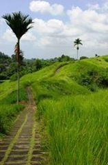 Rice field view close to Ubud, Bali