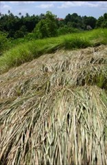 alang-alang grass used as roof covering in Bali