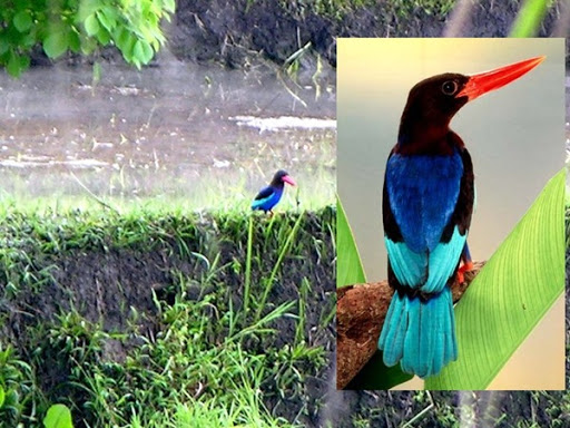 Javaanse IJsvogel gespot vanuit hotel in rijstvelden Ubud