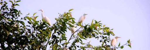 De witte reigers van Petulu op Bali