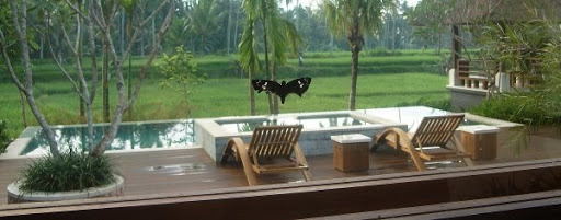 Butterfly in Villa Sabandari, one of the newest 4 star hotels in Ubud, Bali