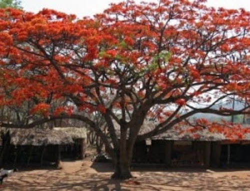 In Bali terug naar Afrika