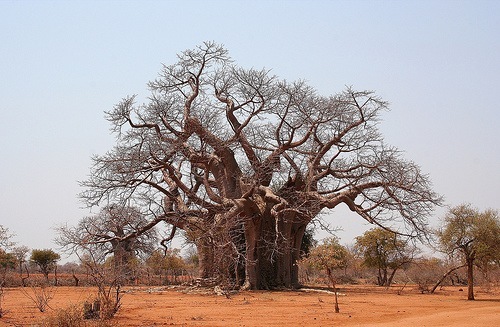 Baobab 