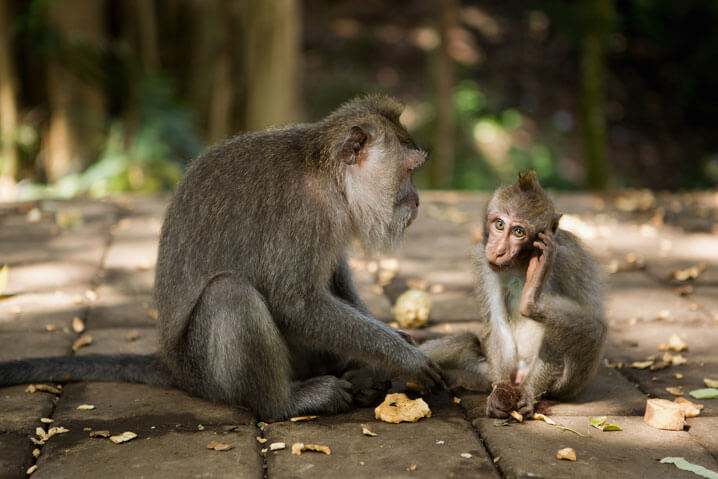 Villa Sabandari - Ubud - Bali - Tours